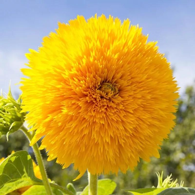 花朵美图｜温柔甜美的初吻、大丽花、耧斗菜花朵合集160张