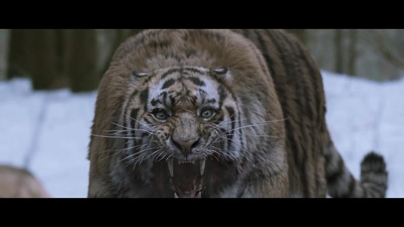 《大虎》复仇的独眼虎怎么可能会饶恕杀它一家的捕猎者