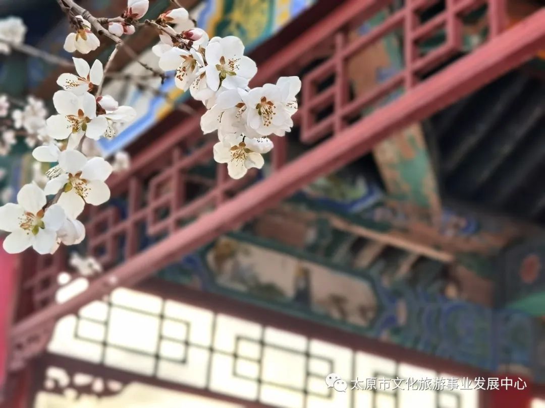 线上展览|“山河春意 锦绣太原——花的世界”主题摄影线上图片展（十四）