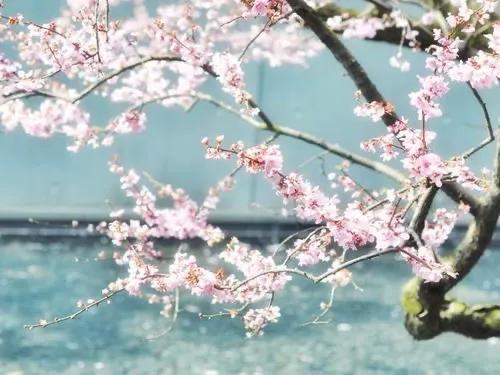 读十二月二日夜梦游沈氏园亭偶感