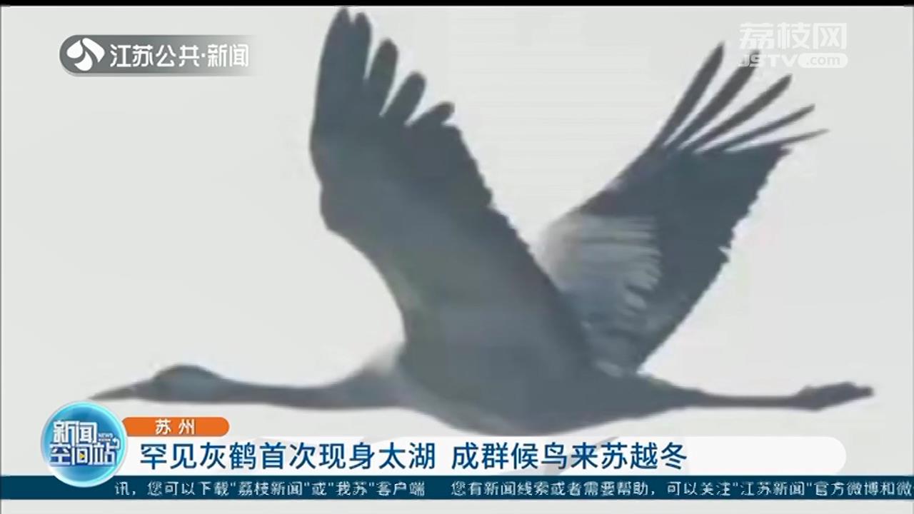 苏州：罕见灰鹤首次现身太湖 成群候鸟来苏越冬_荔枝网新闻