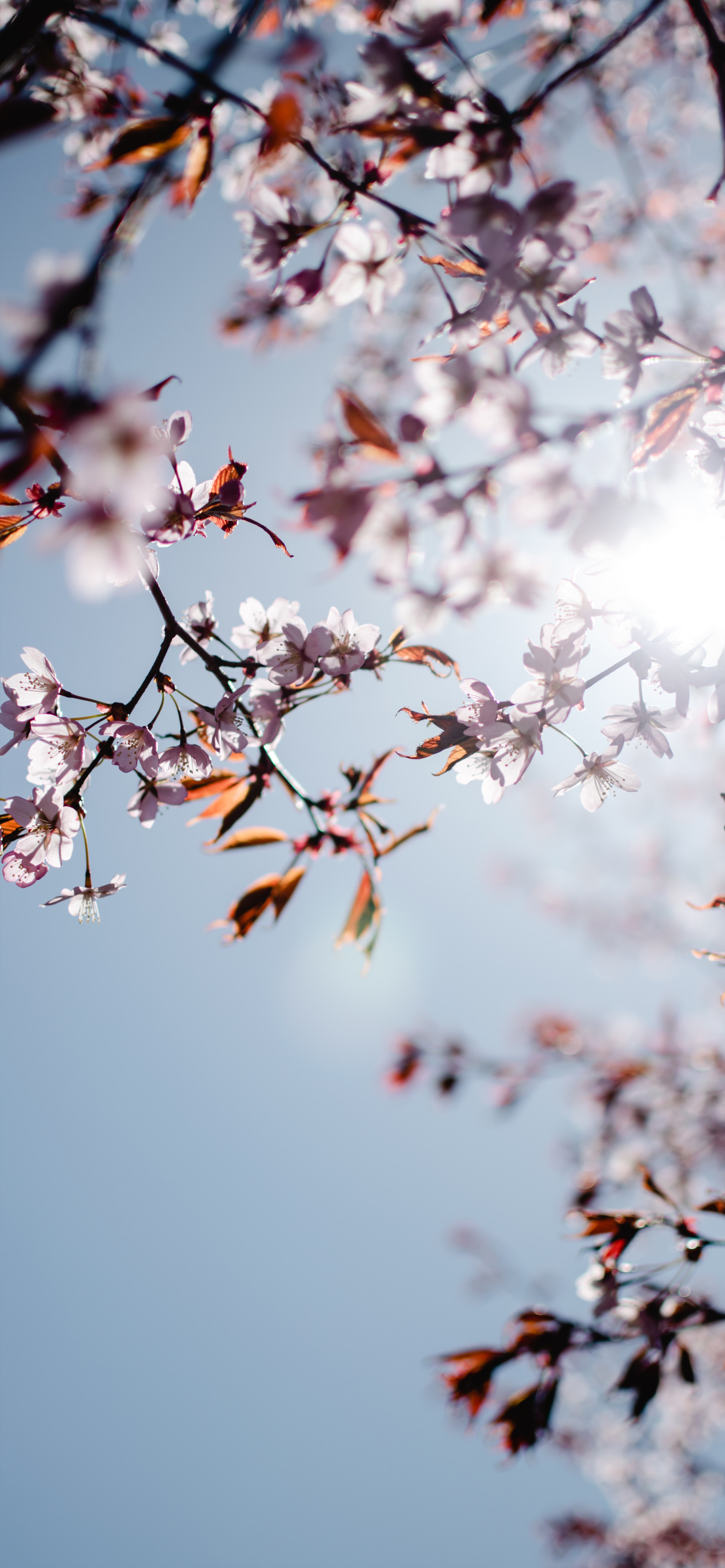 iphone13pro及promax桃花运系列手机壁纸