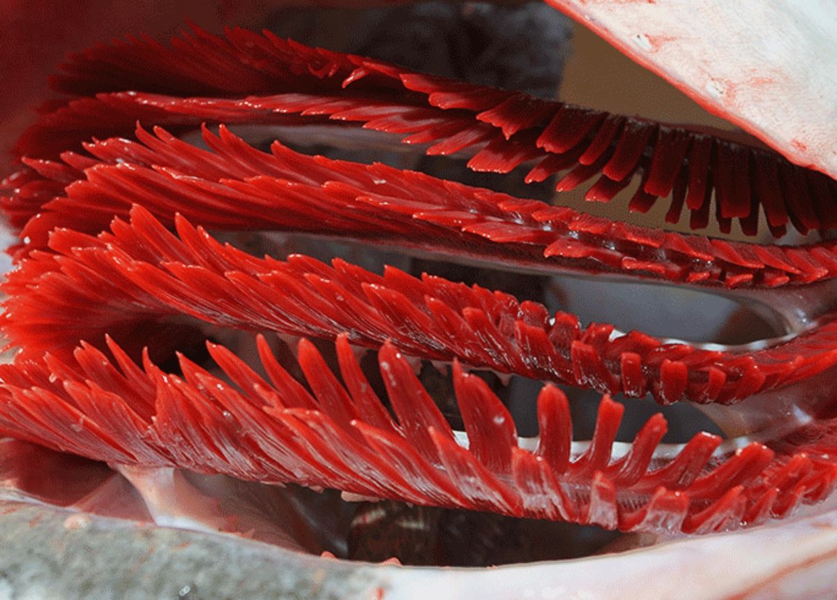 浅谈鱼的呼吸:鱼类有鼻子但呼吸却靠鱼鳃!