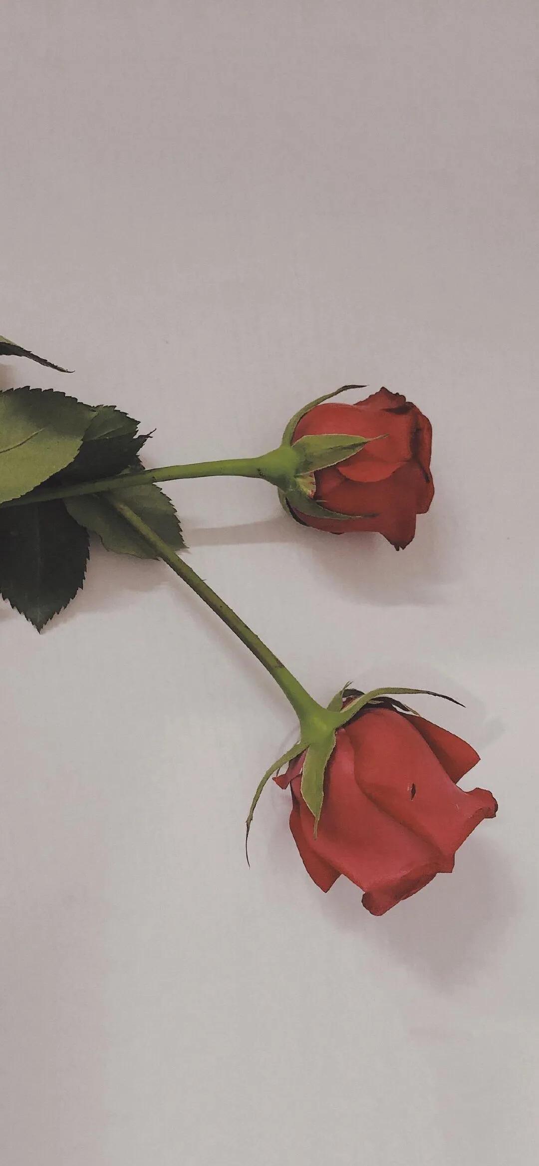 玫瑰壁纸 | 落俗不可避免,浪漫至死不渝