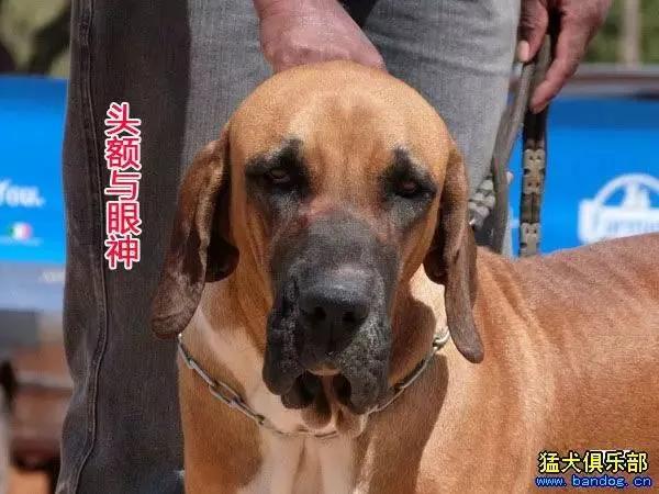 世界法律禁养的三种猛犬(世界十大禁养猛犬排行榜 人人都想养但却被禁的十大犬种)