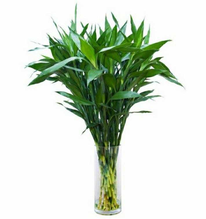 家中养5种竹子吉祥平安旺气生,门口种竹子风水十大禁忌--亚圣国学网