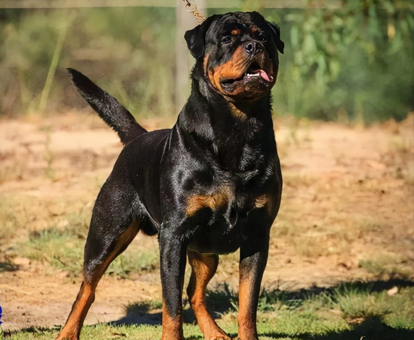 适合"镇宅"的罗威纳,霸气侧漏安全感满满,你养了吗?