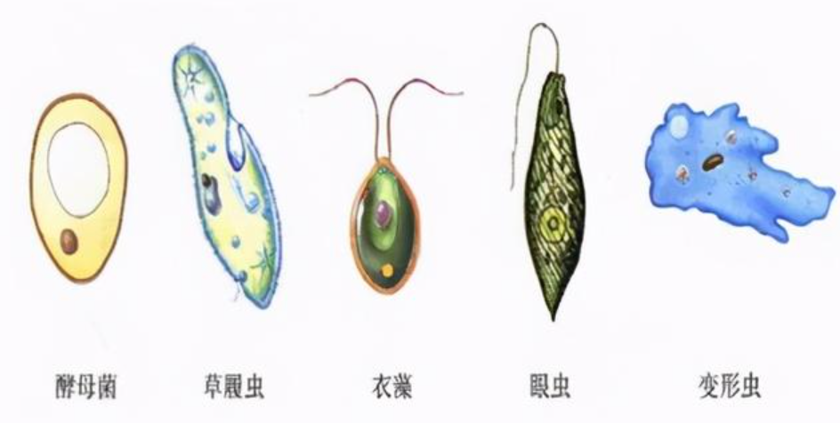 人类为什么只探索了5%的海洋？人类在深海中，发现了什么？