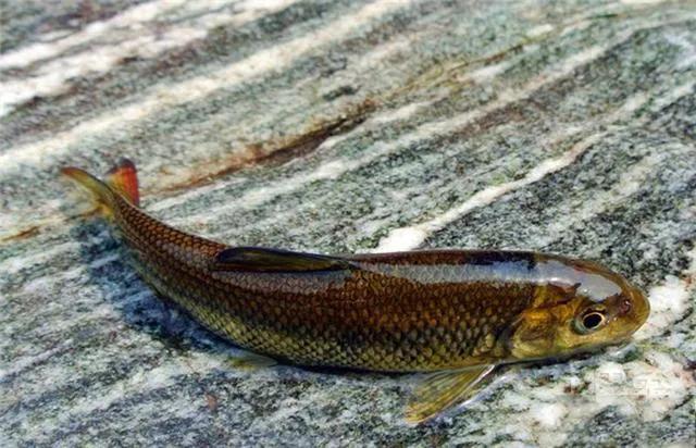 只能在溪流中生存的5种鱼，对水质要求很高，如今罕见