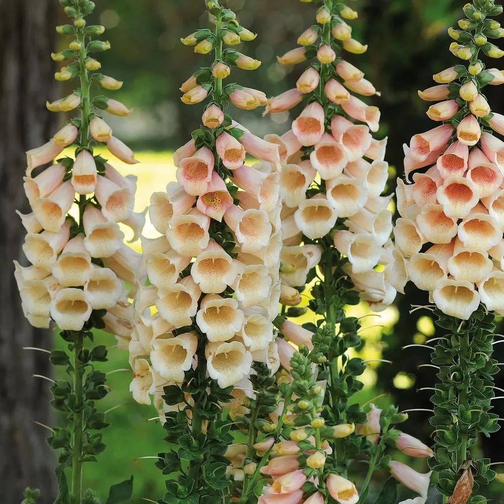 花朵美图｜温柔甜美的初吻、大丽花、耧斗菜花朵合集160张