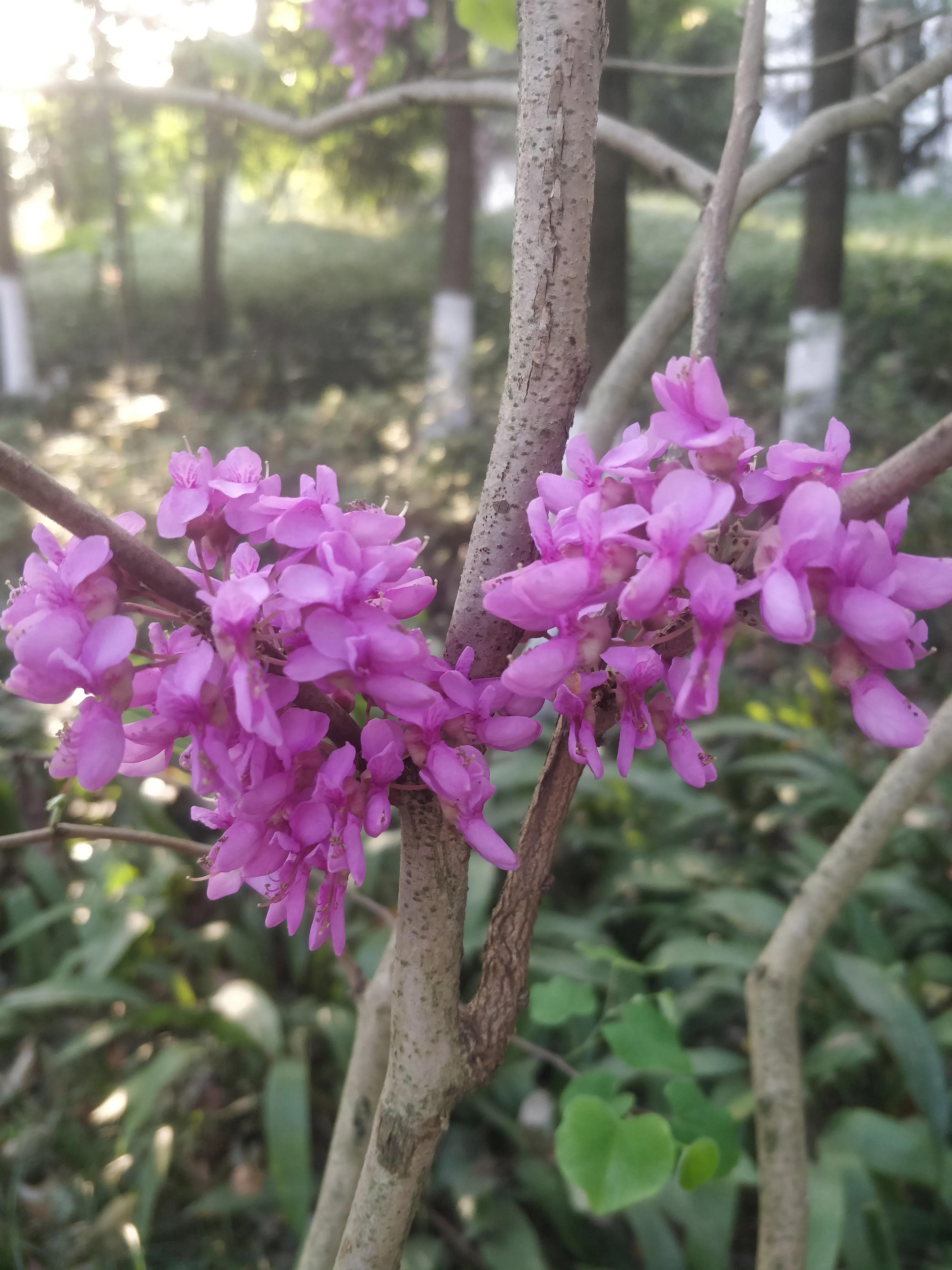 冬去春来满条红，风动紫荆花飘香