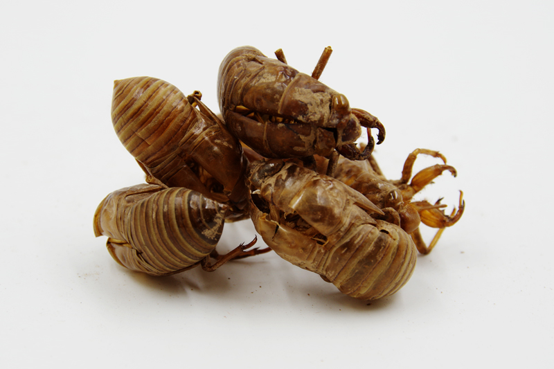 每日一药之蝉蜕