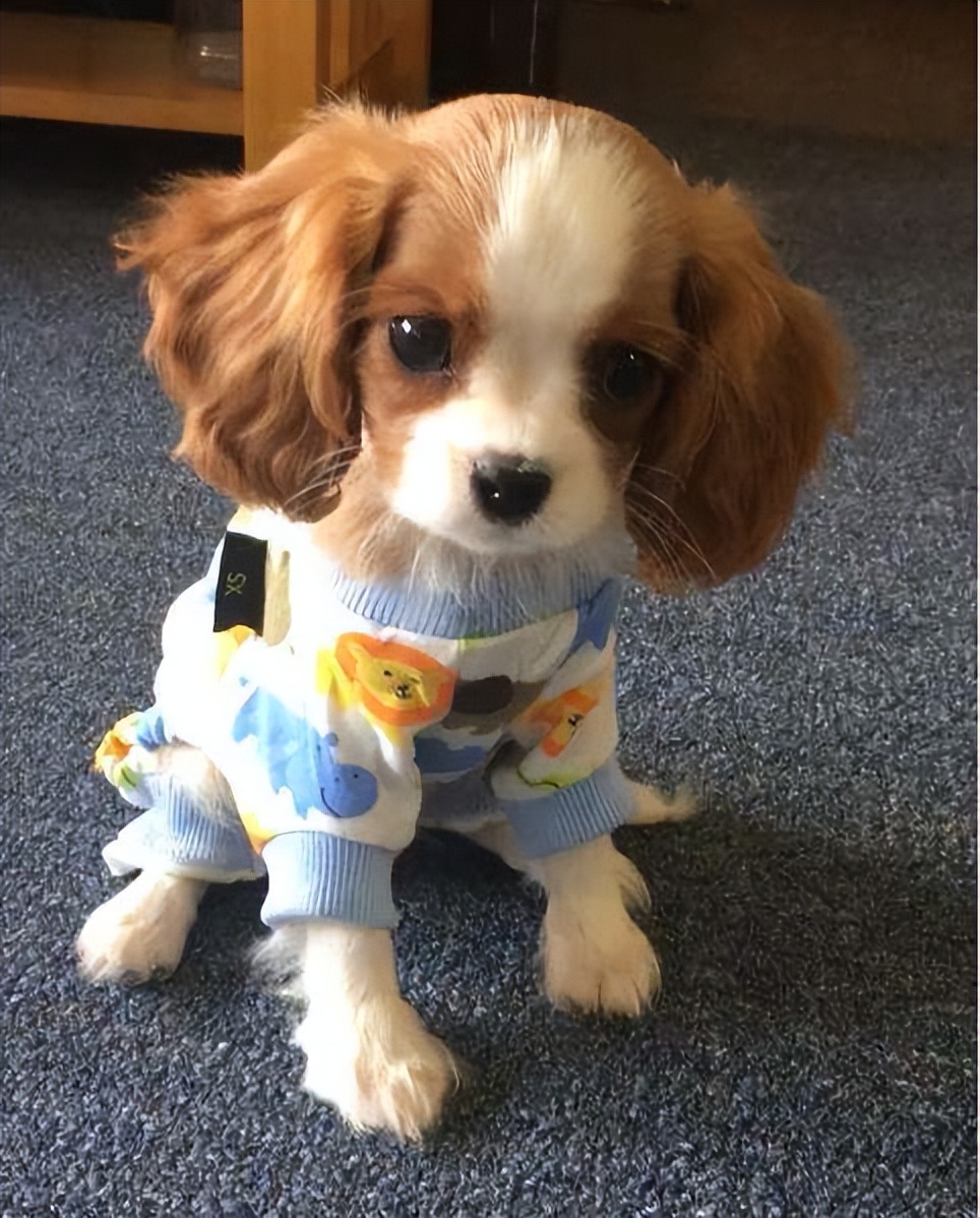 查理士王小猎犬介绍(优秀的查理王小猎犬的优秀之处)