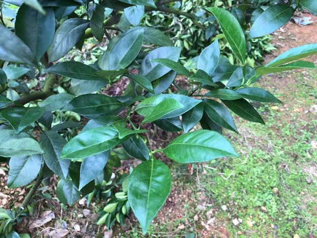 杀菌杀螨又清园，矿物油的正确使用方法你真的知道吗？