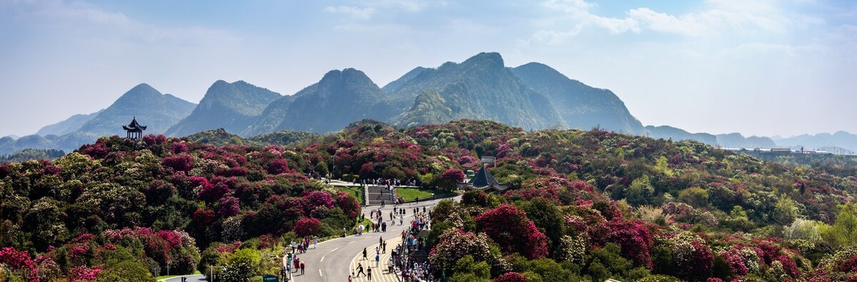 贵州大方百里杜鹃简介（最大的百里杜鹃的景区介绍）