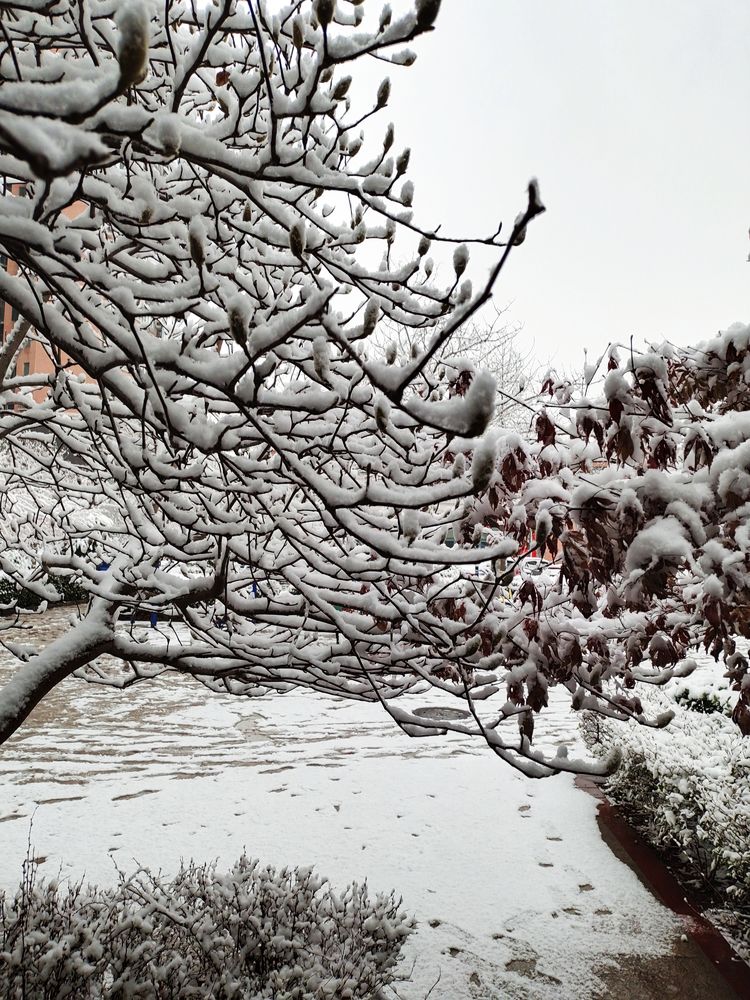 一场雪，让这里的春天真美 摄影/诗文：李武兵