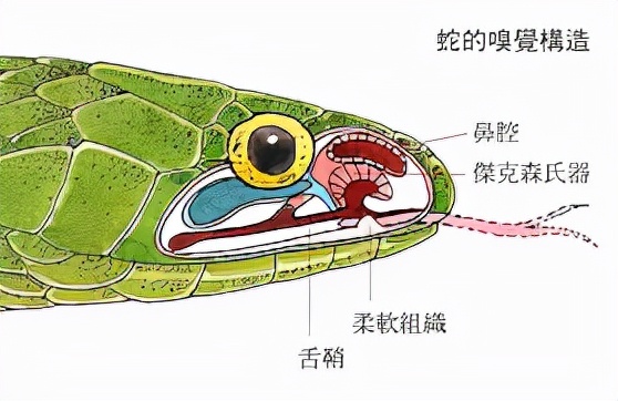 蛇怕什么？央视证明蛇不怕雄黄，风油精、蒜末驱蛇效果都比雄黄强
