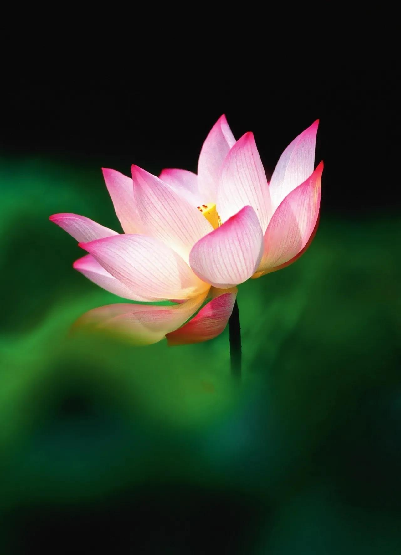 白洋淀纪事中的名篇3