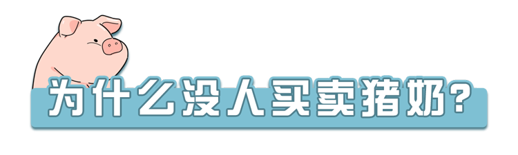 “猪奶”是什么味道？为什么没人喝？其实，它的营养比牛奶还要高