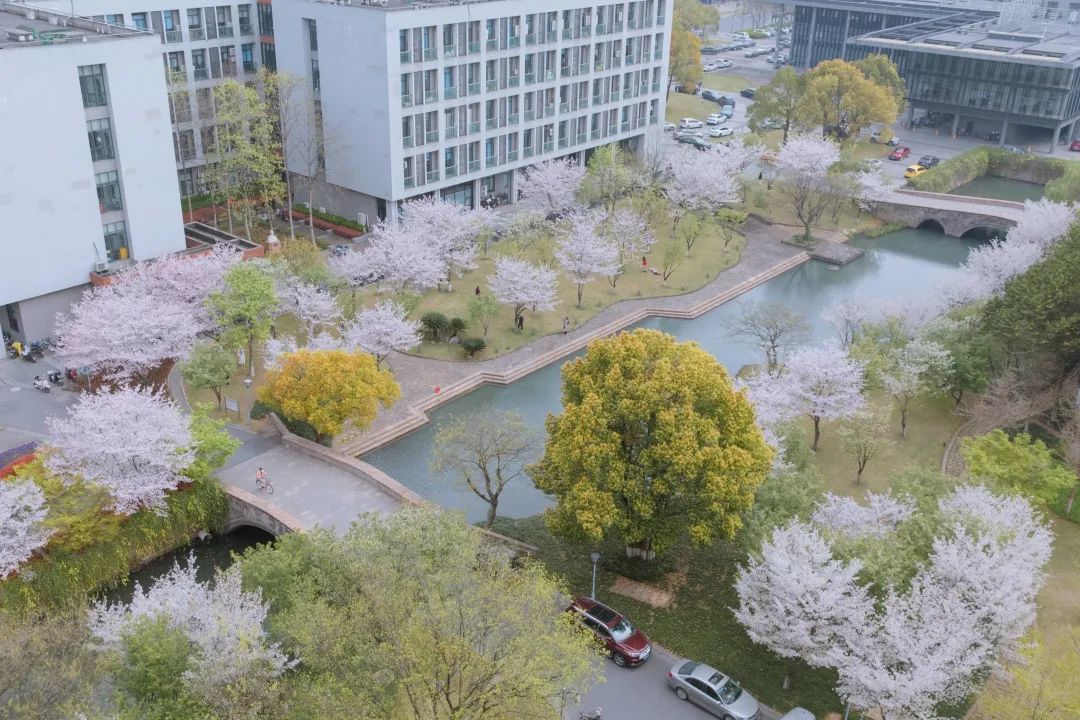 浙大樱雨，许你浪漫春光！每一张都可以做壁纸