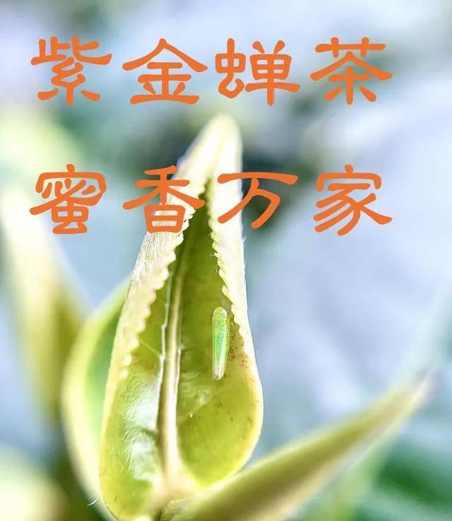 这张表带你了解中国茶