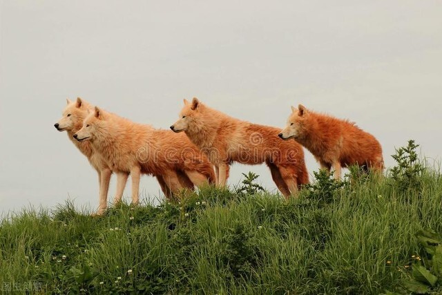 故事凶恶的大灰狼也懂得亲情为了救活小狼崽它们很友好的求助人类 天天看点