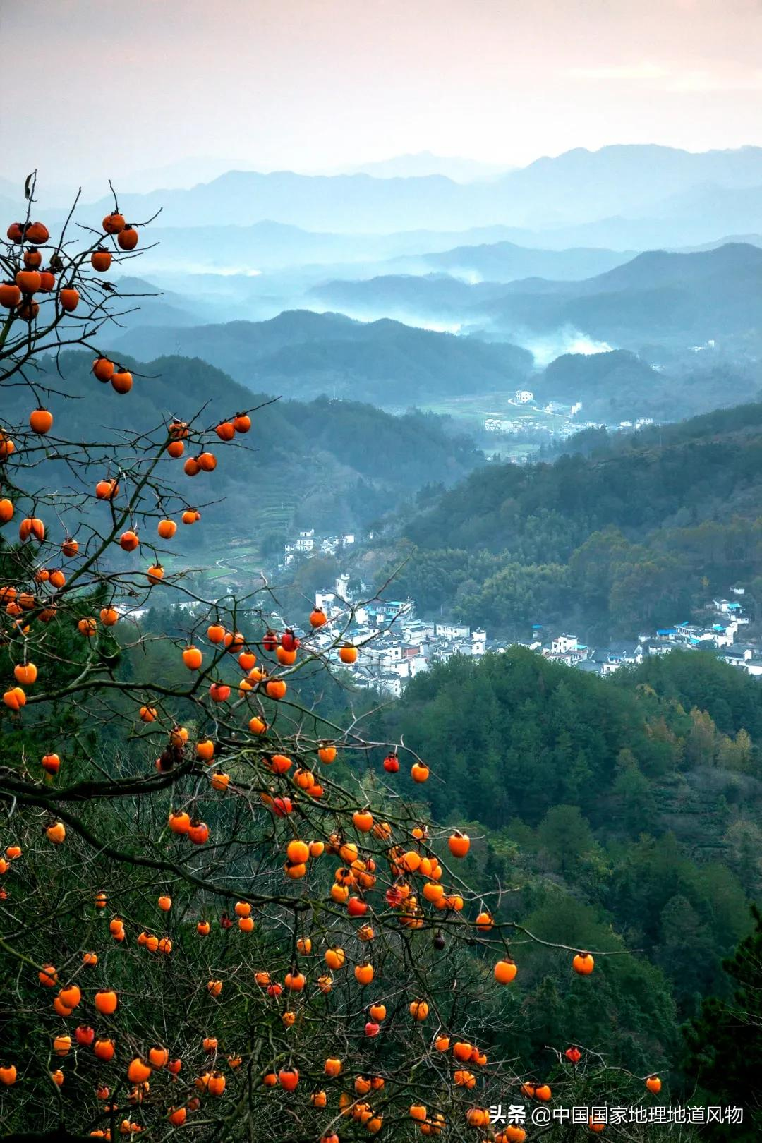 在安徽歙县姬川,柿子和白墙成了一道风景.
