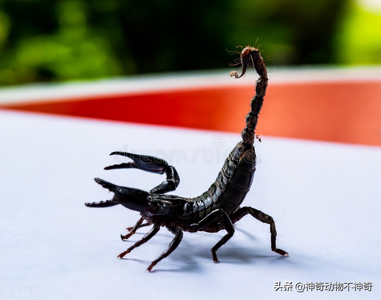 致命毒蝎号称“穷人的毒品”，巴铁还把它当烟抽，它有什么魔力？