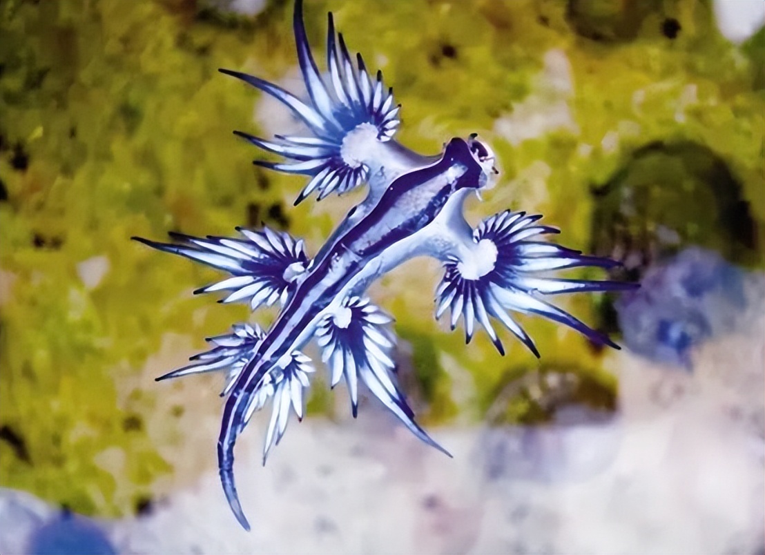 那么,什么是大西洋海神海蛞蝓?它又为何会出现呢?