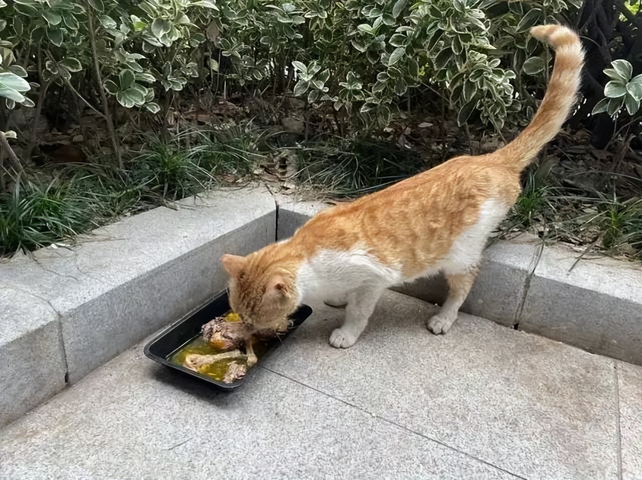 那只偷吃德克士外卖鸡排的小猫，被害死了