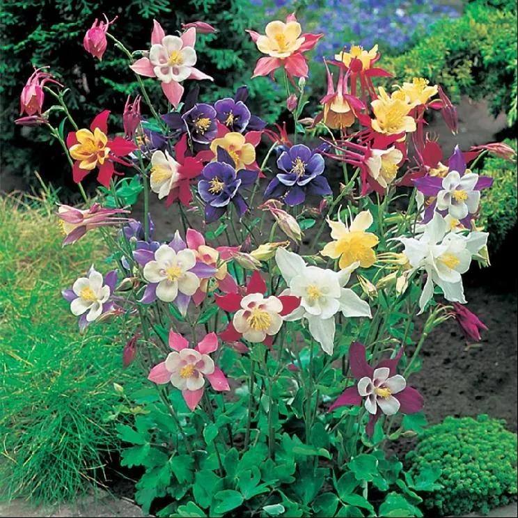花朵美图｜温柔甜美的初吻、大丽花、耧斗菜花朵合集160张