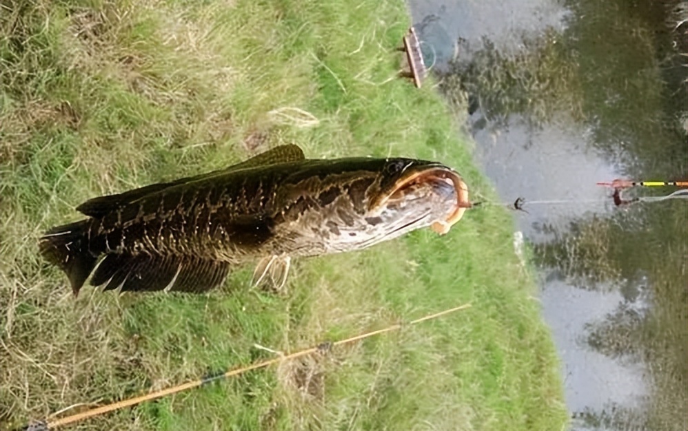 春季这么钓黑鱼太爽了!这几点"重要技巧"让你鱼获远超钓友