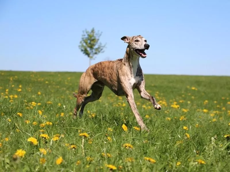 2022精品盘点世界上速度最快的22只狗狗,猜一下第一名能跑多快?