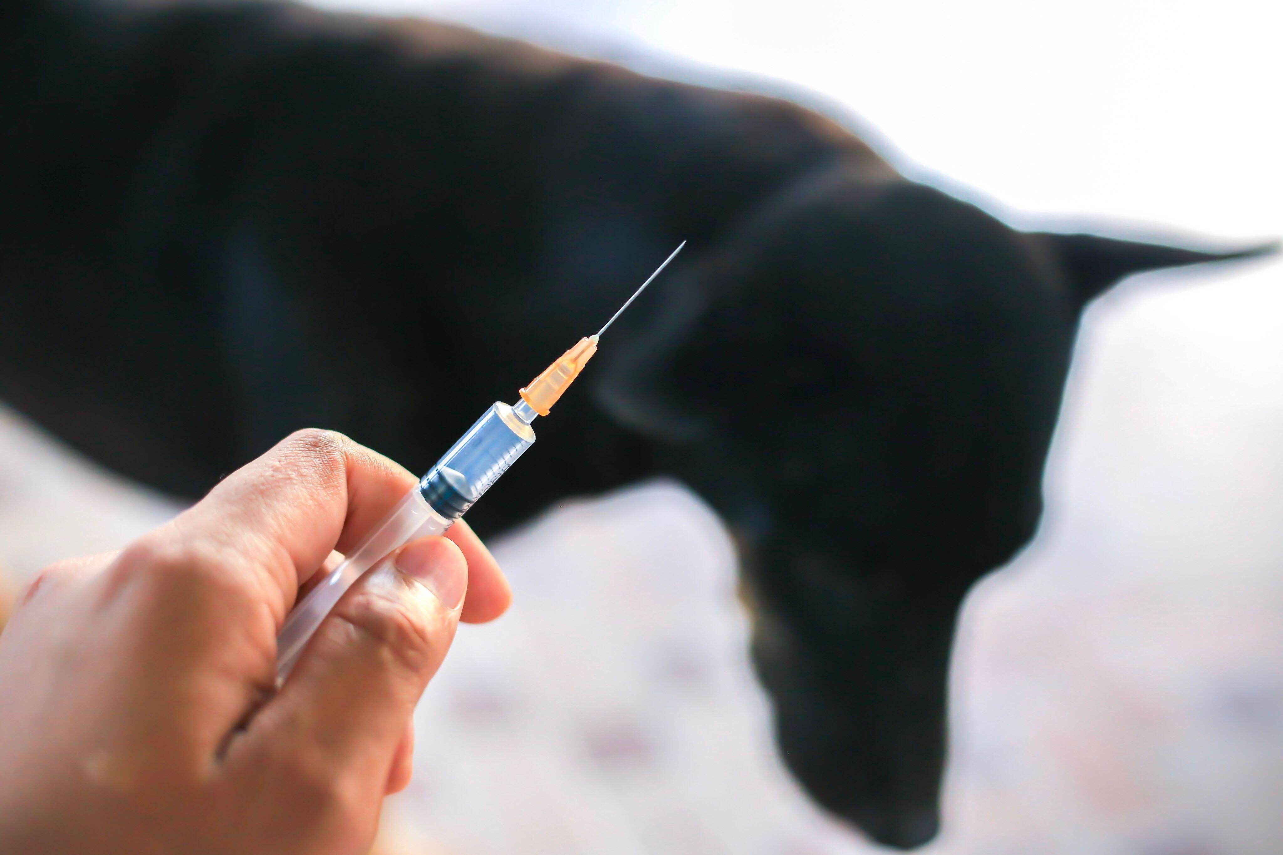 狂犬疫苗为何没起效?