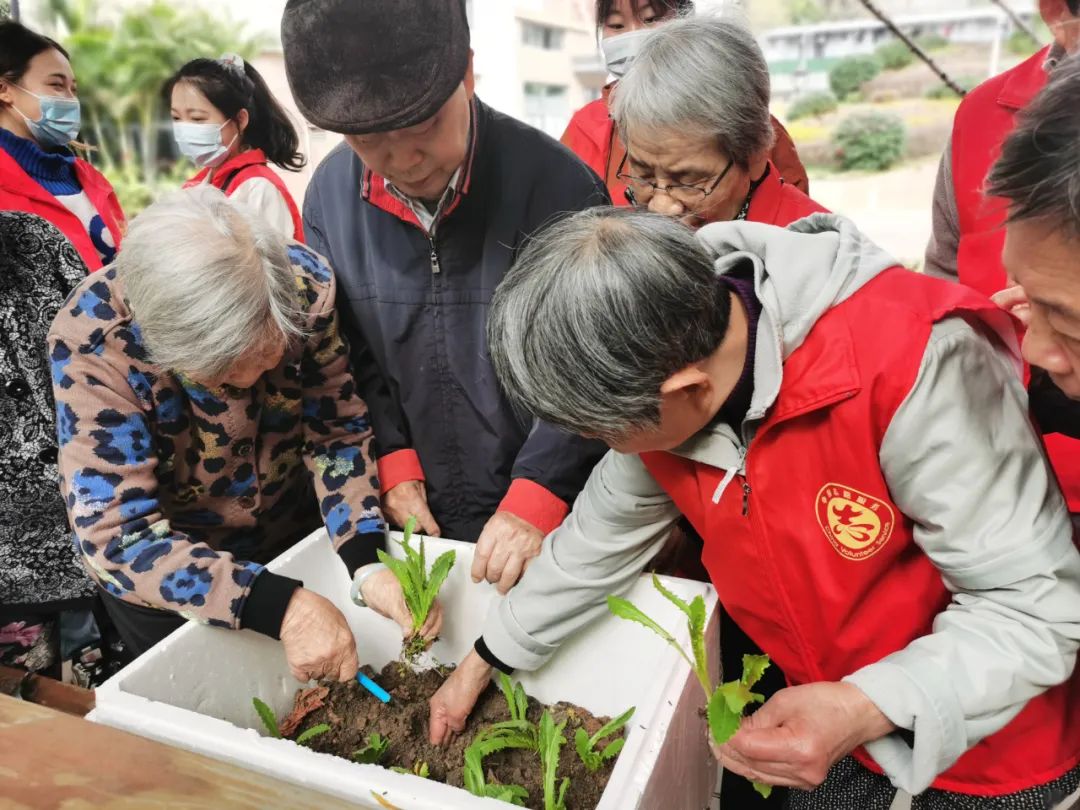 不亦乐乎！养老院可以种菜了