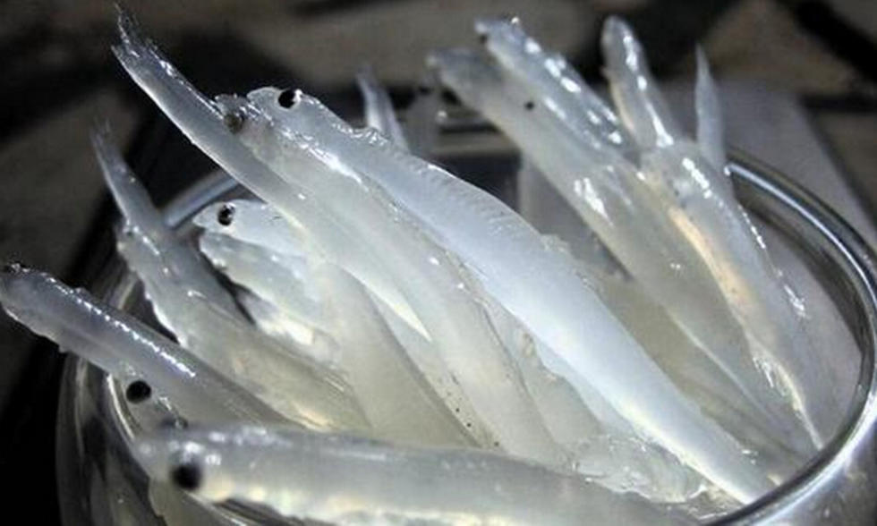 罕见!沧州男子钓到透明"怪鱼",到底是什么物种?网友:劝放生