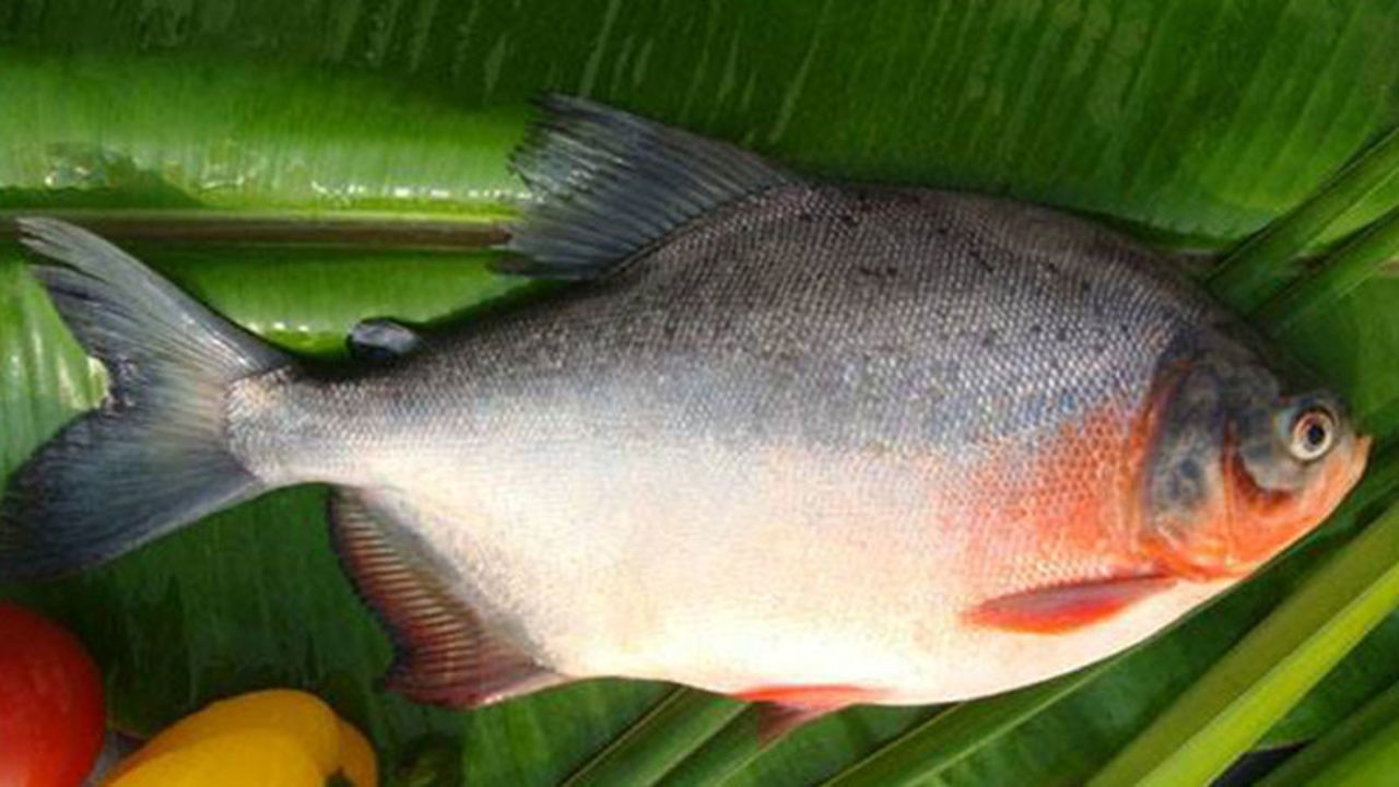 所以总的来说,淡水红鲳鱼虽然不是真正的亚马逊食人鱼,但也的的确确是