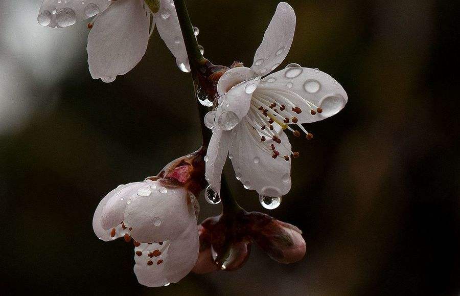 14首诗词：杏花遇上春雨，一滴雨落，一朵花开，便是整个江南……