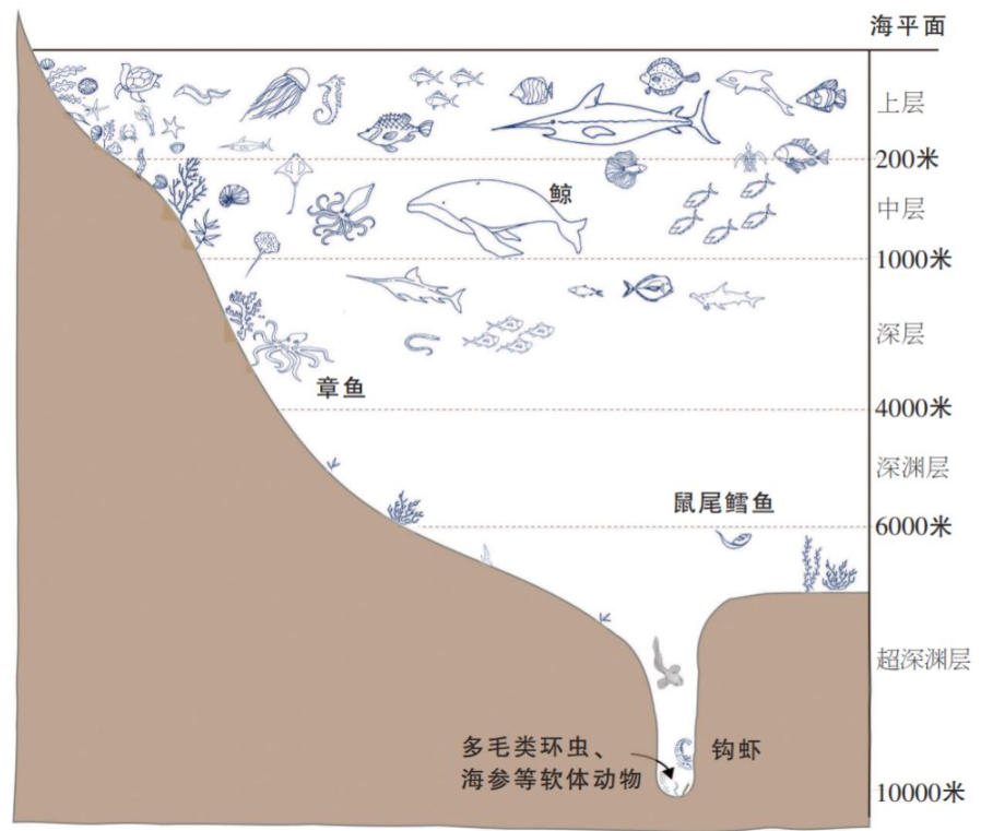 人类为什么只探索了5%的海洋？人类在深海中，发现了什么？