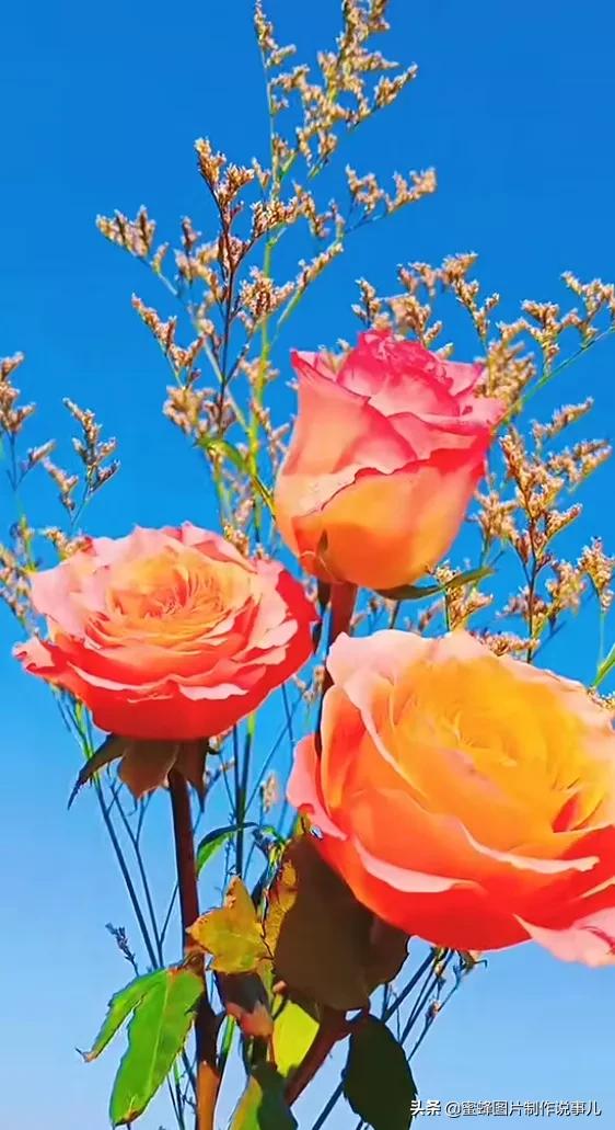 关于花的唯美说说带图片大全配图「搞笑」 _qq说说网