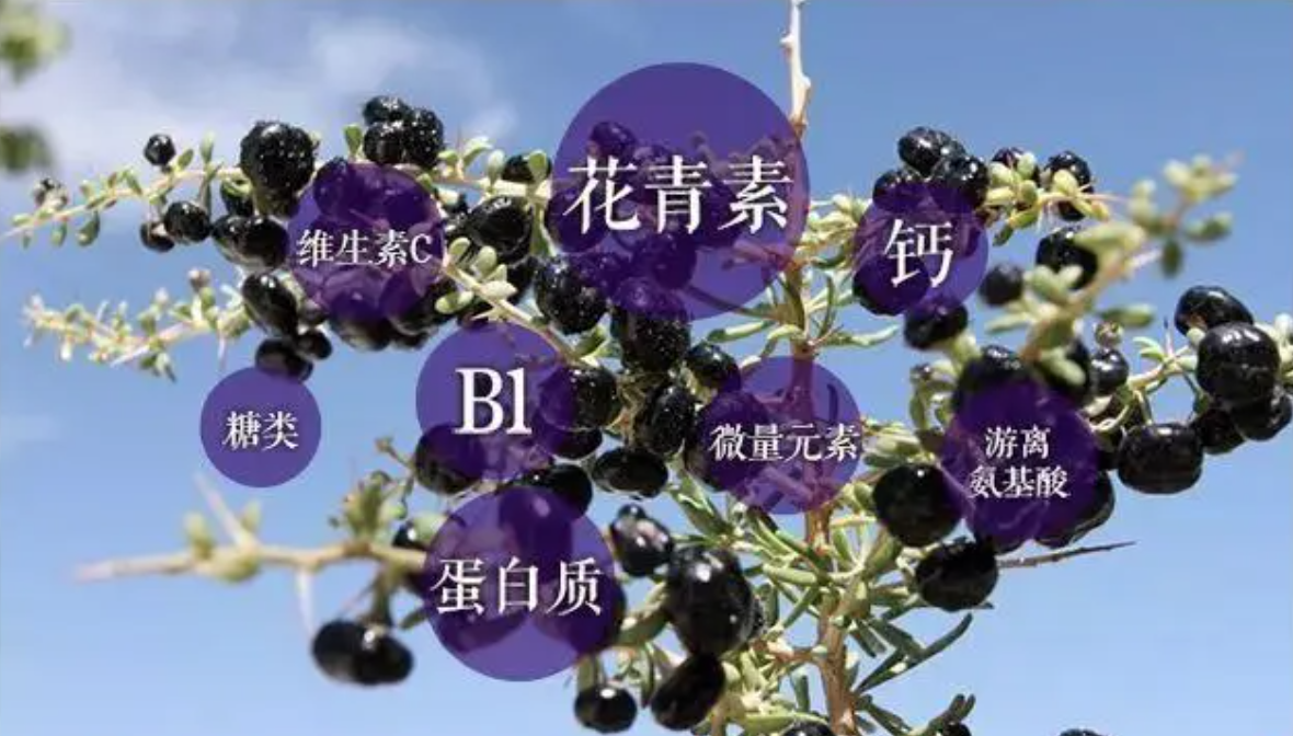 原花青素多少钱一盒(一天一杯黑枸杞) - 价格百科