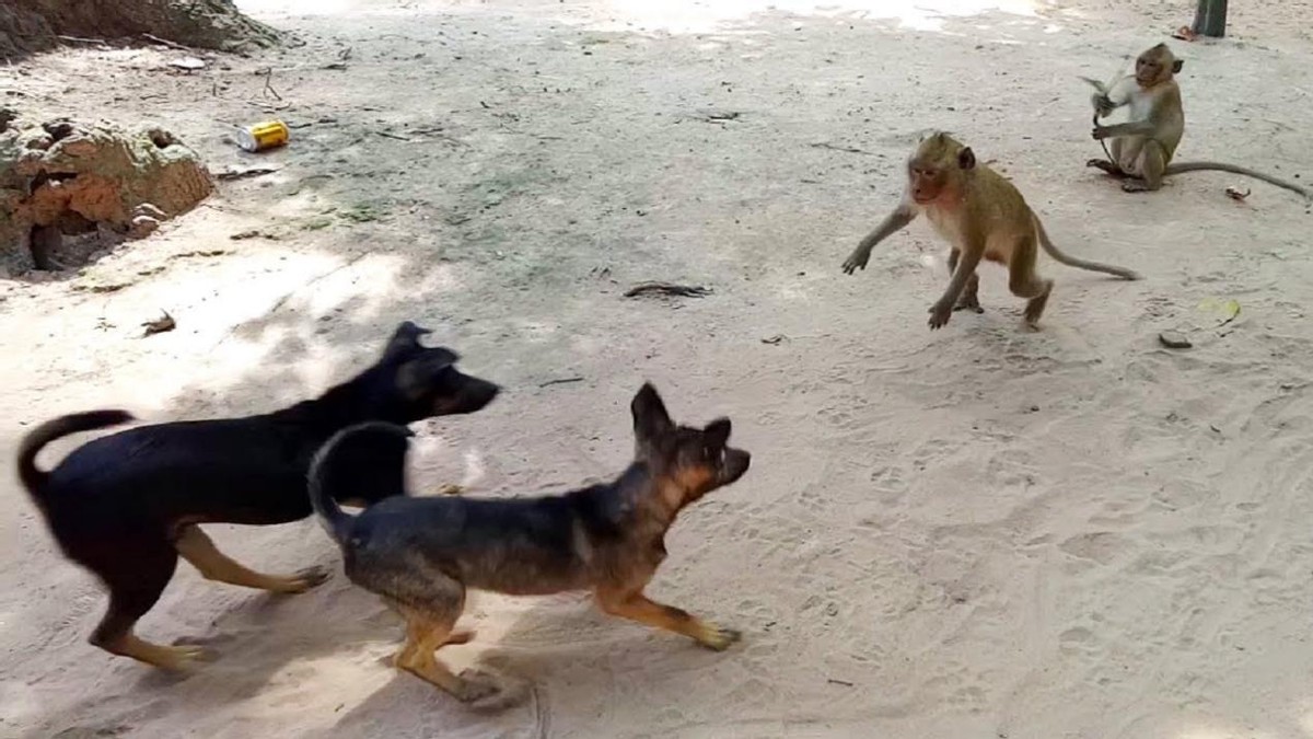 印度小猴被狗咬死,猴群摔死250只狗崽报复!猴子为何这么记仇?