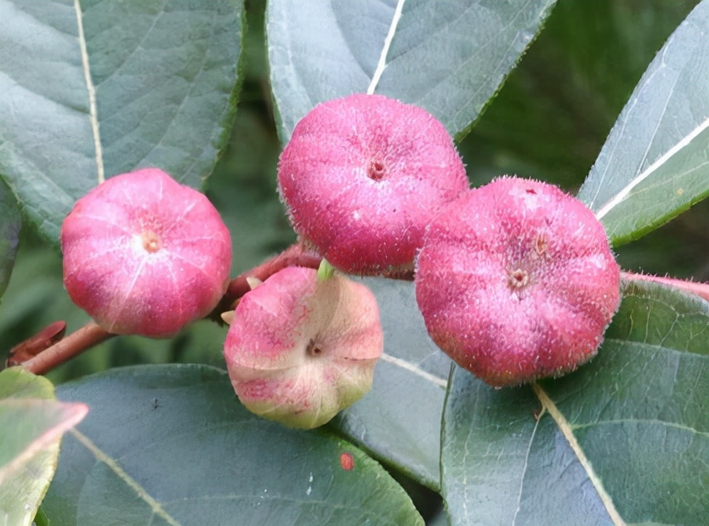 它有一个奇怪的名字叫算盘子,果实像小南瓜能治牙痛,你认识吗?