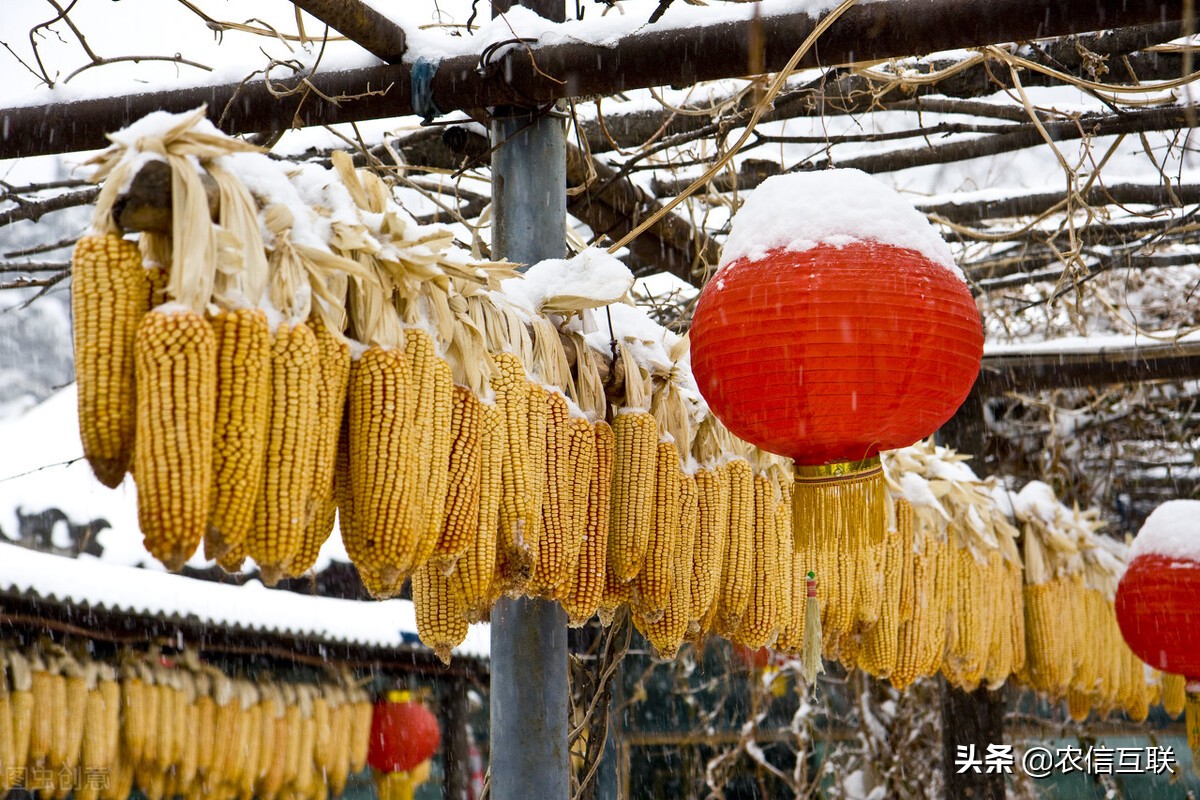 山东玉米开门大跌，因为啥？能跌多久？2月价格走势预测