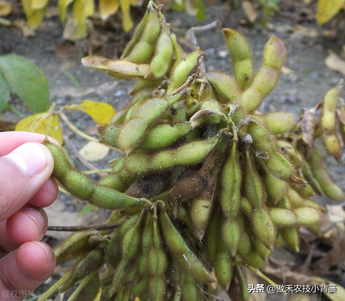 黄豆的种植方法介绍 种豆子的方法