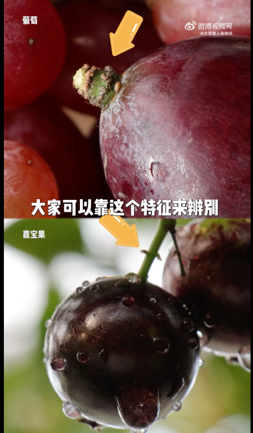 高颜值、天价“智商果”又出来骗人了，它们都是什么来头？别高价买了假水果！