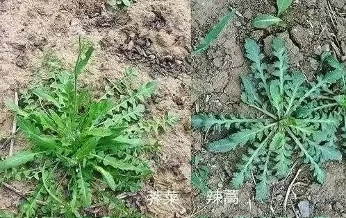 成都“打野”流行，百元一斤药材被游客“打野”损毁