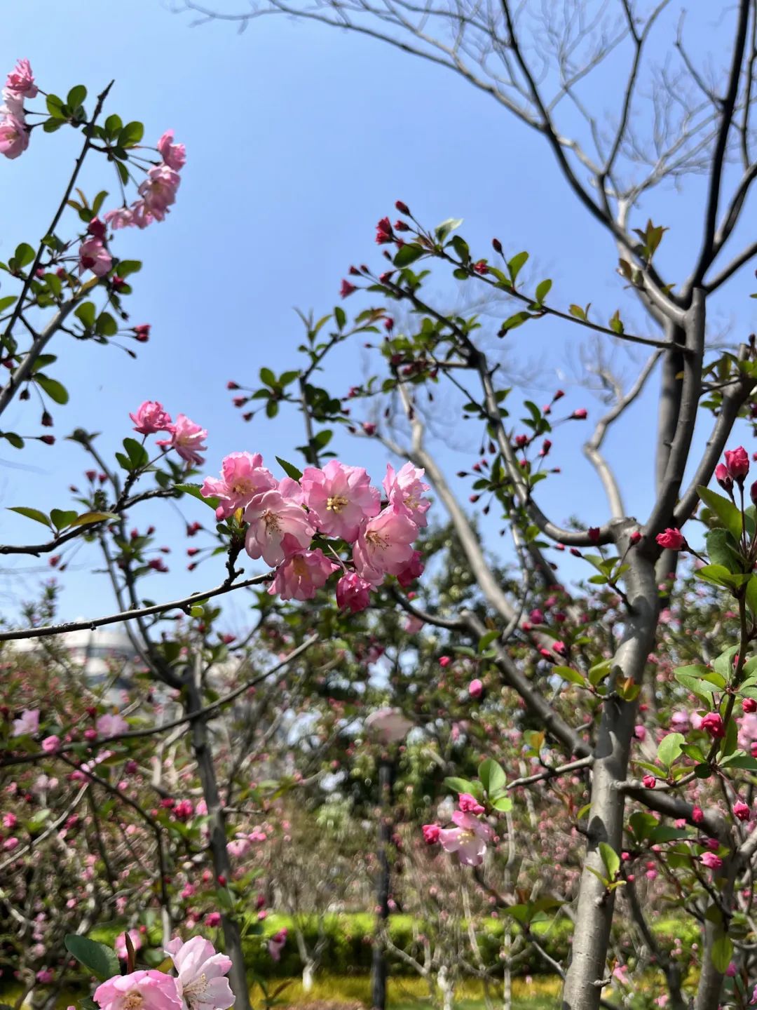 趁着阳光正好 感受烂漫春光