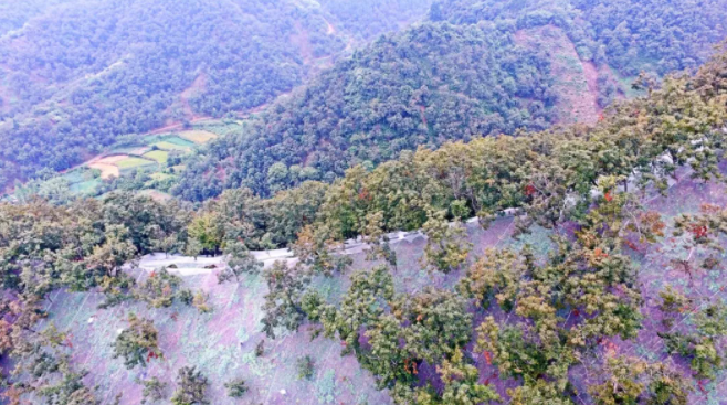 怎样才能剥出一颗完整的山核桃“团圆仁”？临安资深人士传授独门秘技