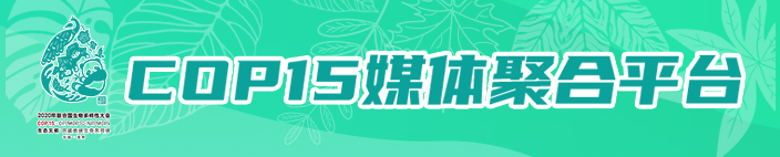 野生中华鬣羚再现龙陵，“四不像”究竟长啥样？